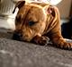 Amerikansk staffordshire terrier bella