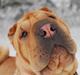 Shar pei Mille