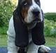 Basset hound Bobass Monty