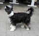 Chinese crested powder puff Noi Noi