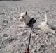 West highland white terrier Max