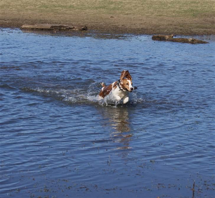 Blanding af racer Bubbi - En skøn tur i vandet billede 7