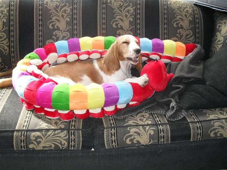 Blanding af racer Bubbi - Ny bamse... (den var hel i ca. 15 min.) billede 15