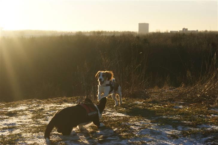 Blanding af racer Bubbi - "Det her er bare livet...!" billede 10