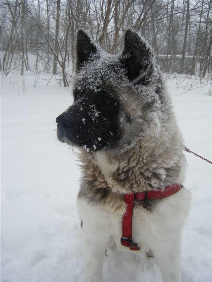 American Akita Suki billede 17