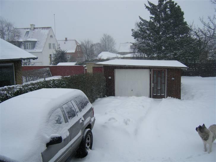 American Akita Suki billede 18