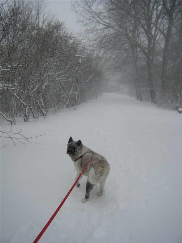 American Akita Suki billede 19