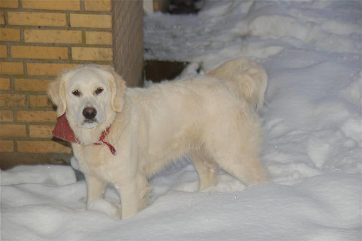 Golden retriever Taya - februar 2010 billede 12
