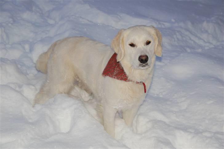 Golden retriever Taya - mors smukke tøs billede 13