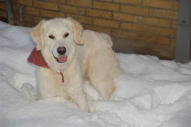 Golden retriever Taya - :-) billede 14