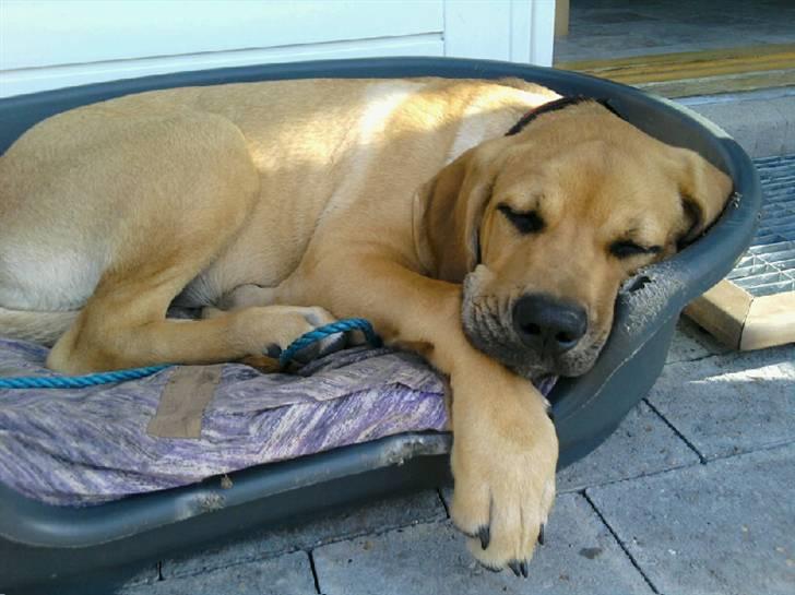 Blanding af racer Molly - Sådan kender man mig bedst billede 1