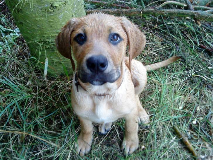 Blanding af racer Molly - Sådan solgte jeg mig selv - Tag mig med hjem !!! billede 2