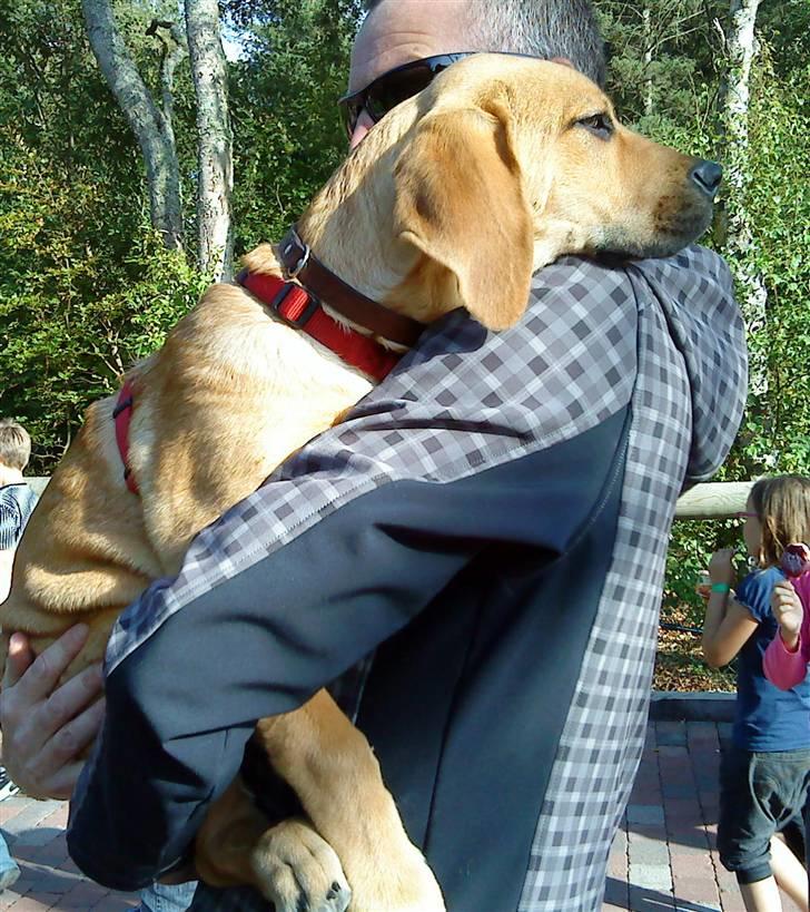 Blanding af racer Molly - Man kan jo blive træt billede 3
