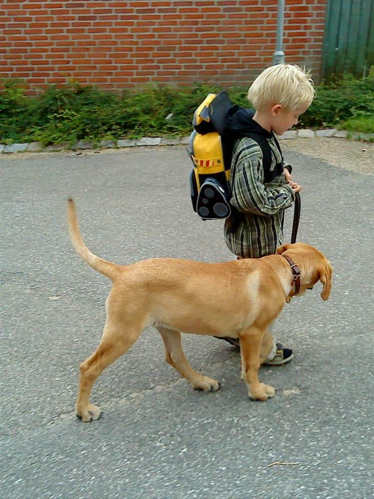 Blanding af racer Molly - Da jeg stadig var lille og ikke så stærk billede 4