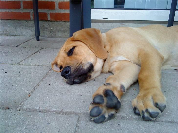 Blanding af racer Molly - Store poter billede 5