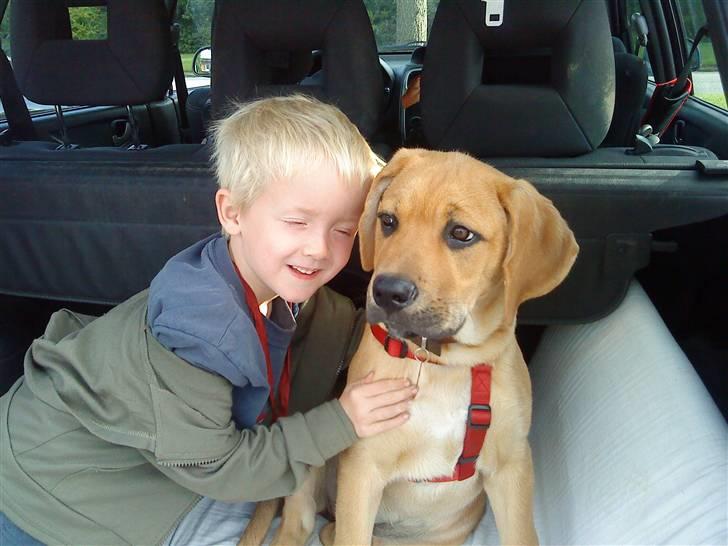 Blanding af racer Molly billede 6