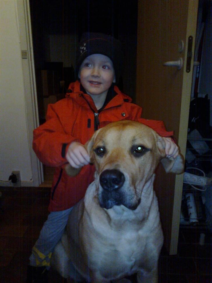 Blanding af racer Molly billede 7