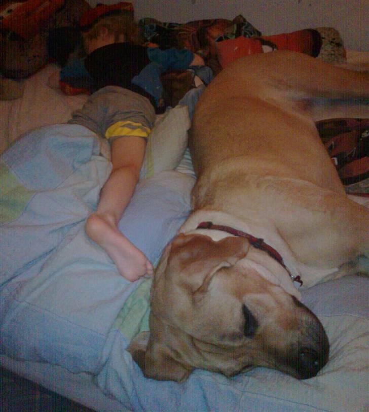 Blanding af racer Molly - Tja, vi hygger billede 8