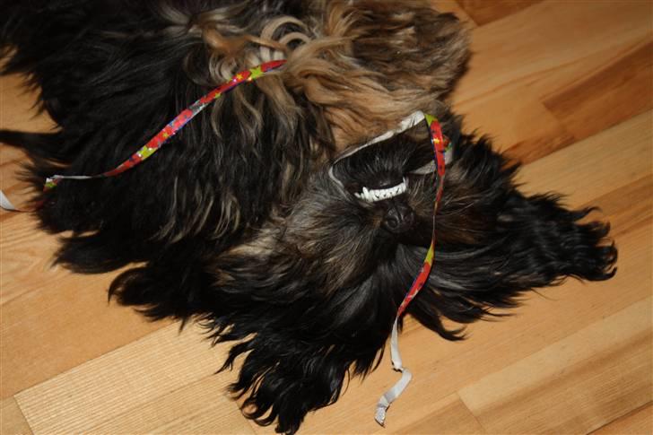 Blanding af racer Johan jack - Farlig pynt... Må flå det..  billede 17