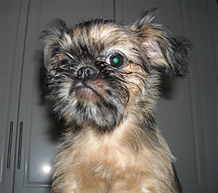 Griffon bruxellois Belle DKCH - Belle 3. februar 2010 - Ankom i går aftes til sit nye hjem hos os :-) billede 4