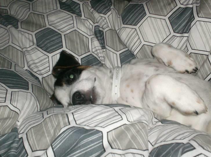 Jack russell terrier luigi billede 1