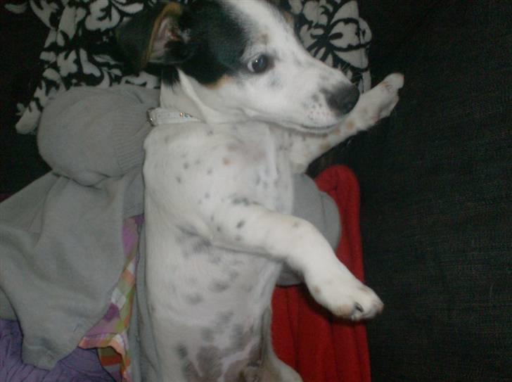 Jack russell terrier luigi billede 2