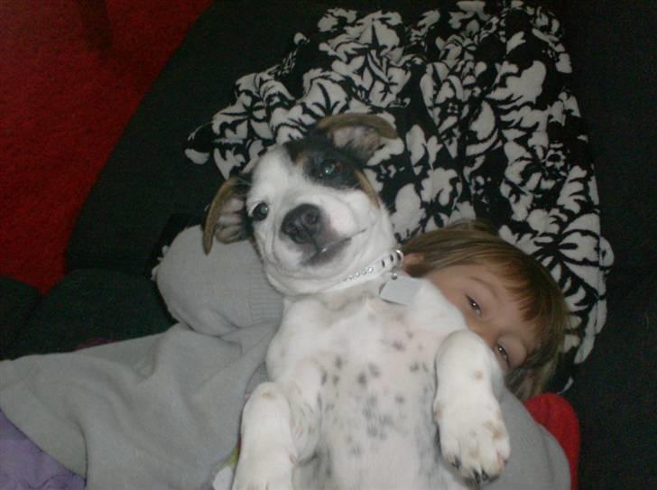 Jack russell terrier luigi billede 3