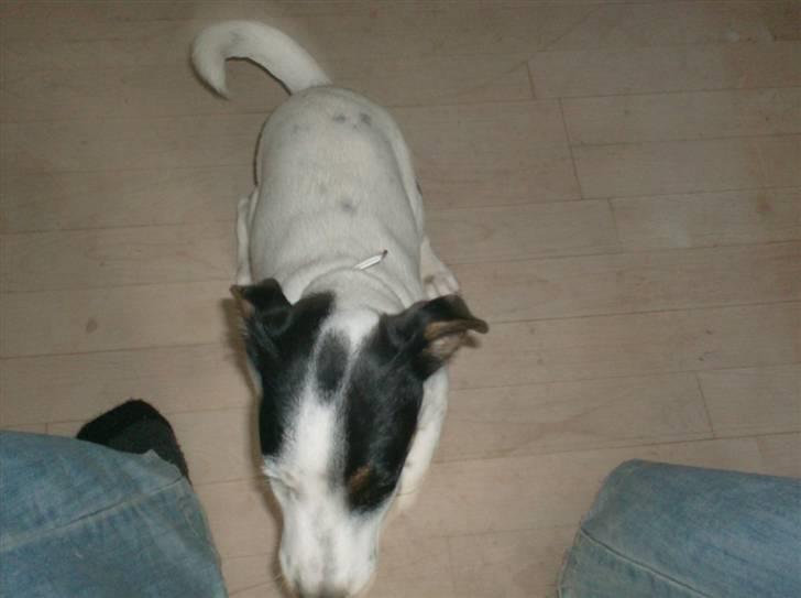 Jack russell terrier luigi billede 4