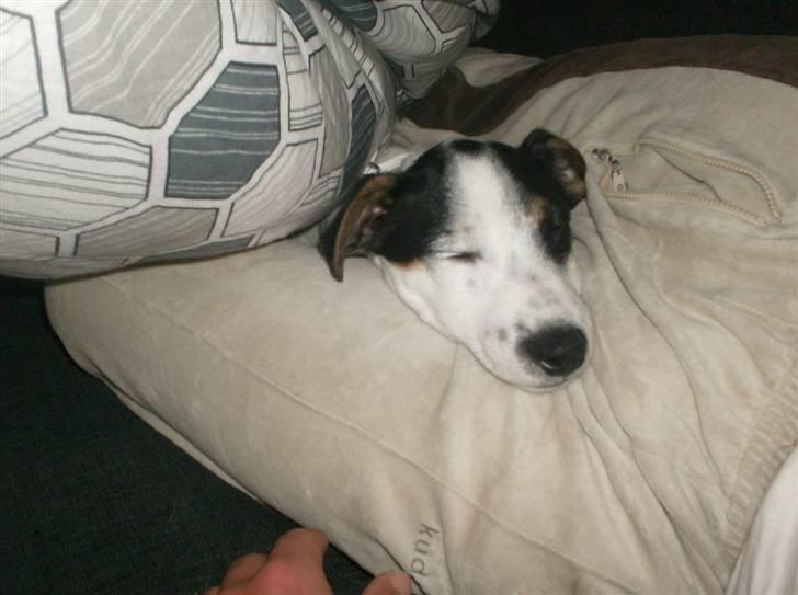 Jack russell terrier luigi billede 5