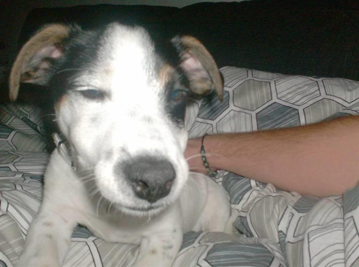 Jack russell terrier luigi - vil gerne sove billede 6