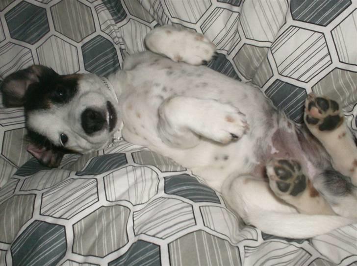 Jack russell terrier luigi billede 7