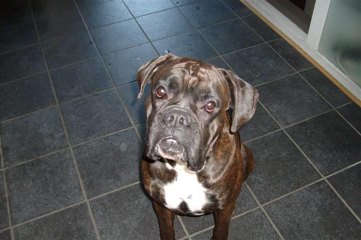 Boxer scubbe billede 1