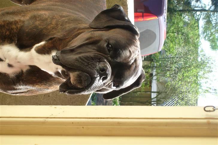 Boxer scubbe billede 2