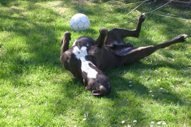 Boxer scubbe billede 3