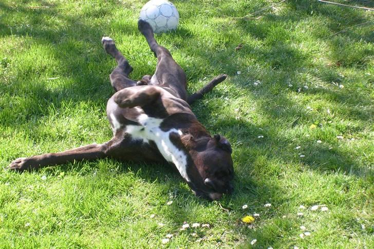 Boxer scubbe billede 4