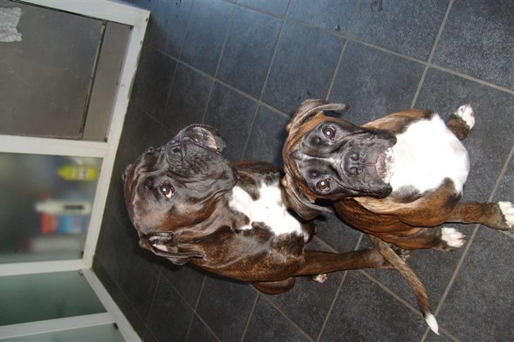 Boxer scubbe - desværre måtte vi sige farvel til den mindste diddi ,da hun ikke kunne være 2 hund men har det godt hos den nye familje  billede 5