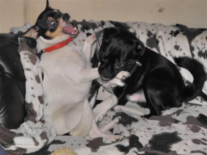 Blanding af racer Charlie - Far skal ikke have sofaen for sig selv . billede 9