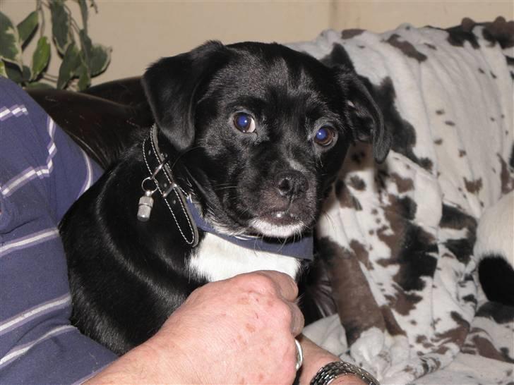 Blanding af racer Charlie - Jeg kan også sidde stille og blive nusset billede 10