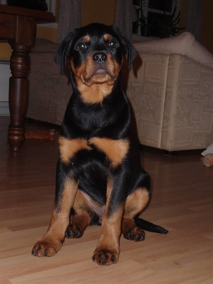 Rottweiler Zakoda Dina (Karla) billede 5