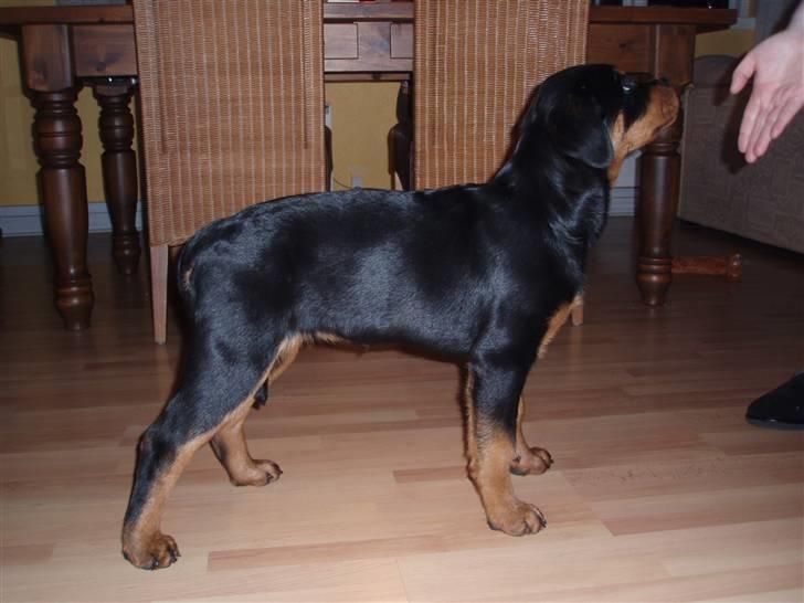 Rottweiler Zakoda Dina (Karla) billede 6