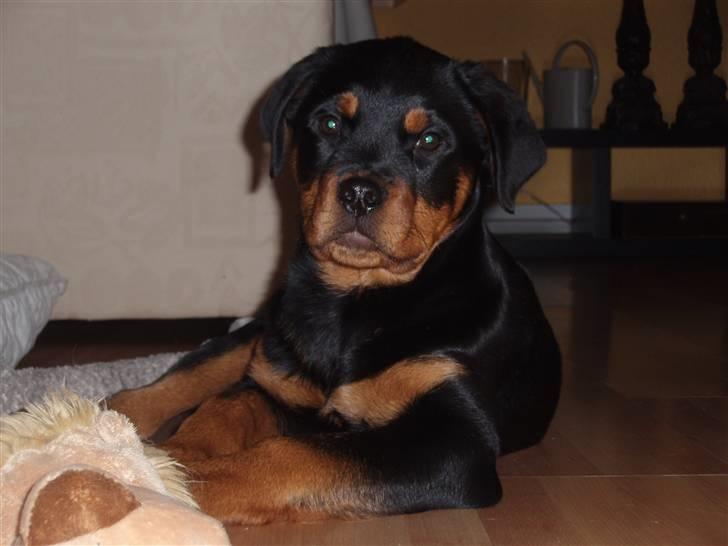 Rottweiler Zakoda Dina (Karla) billede 7