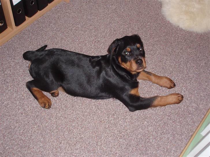 Rottweiler Zakoda Dina (Karla) billede 8