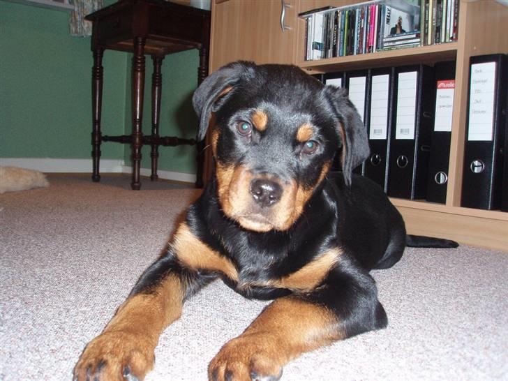 Rottweiler Zakoda Dina (Karla) billede 9