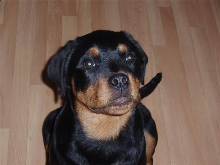 Rottweiler Zakoda Dina (Karla) billede 10