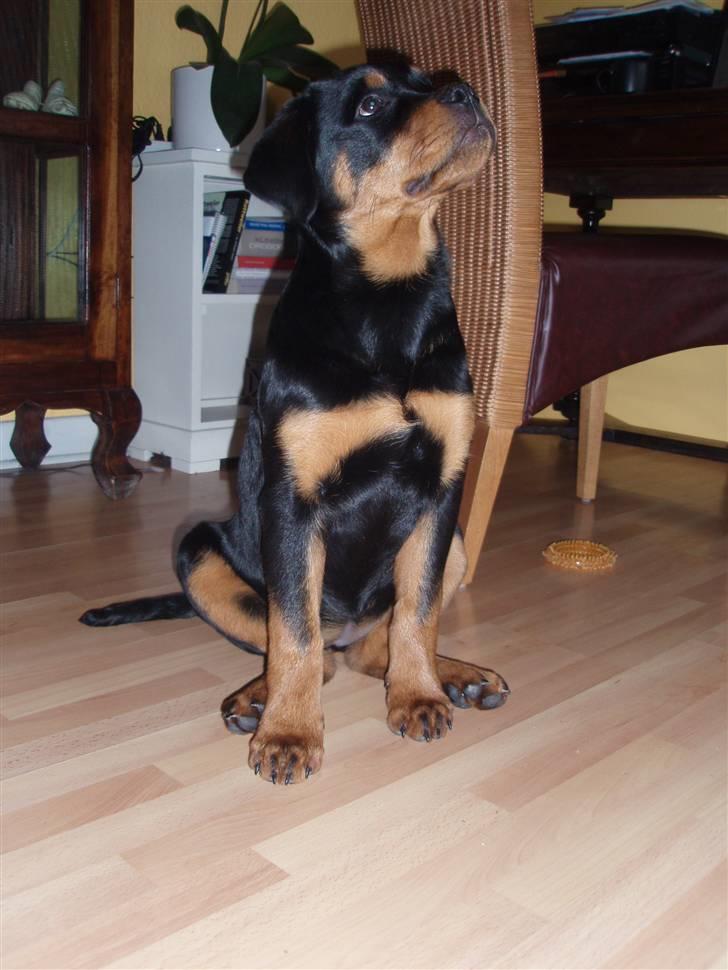 Rottweiler Zakoda Dina (Karla) billede 11