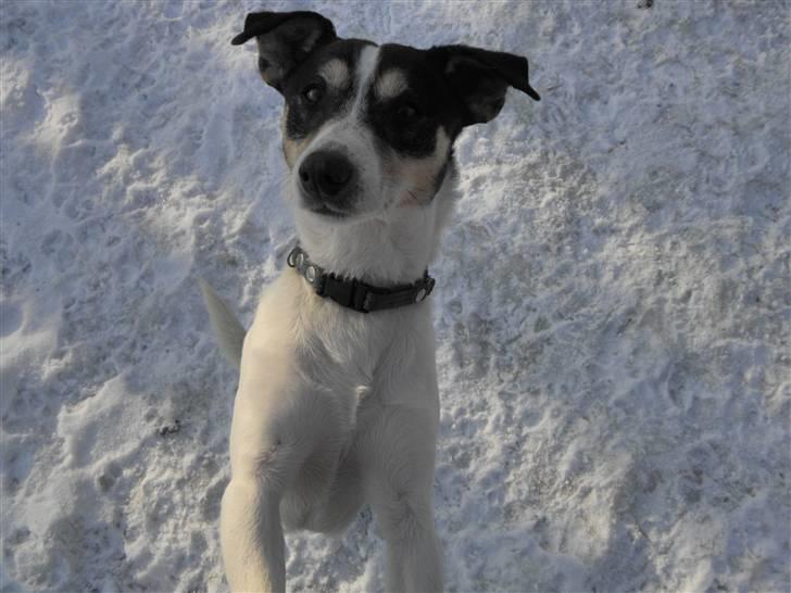 Dansk svensk gaardhund Max billede 10