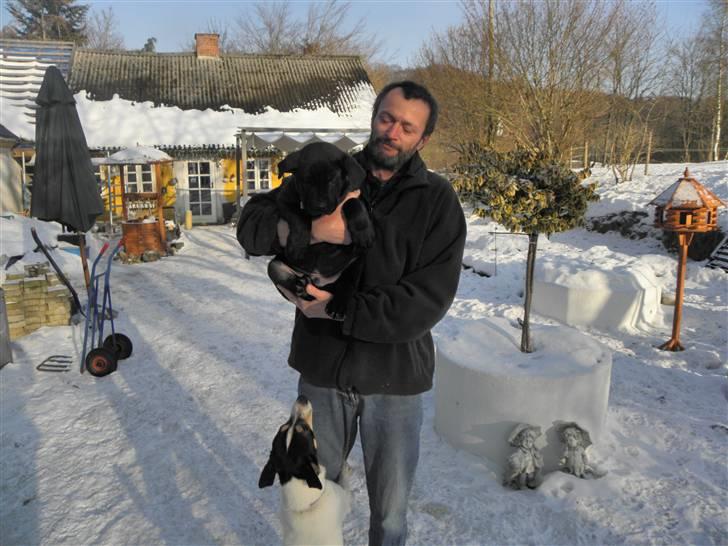 Dansk svensk gaardhund Max - Hvor skal du hen mej Freja`s hvalp ??? billede 11