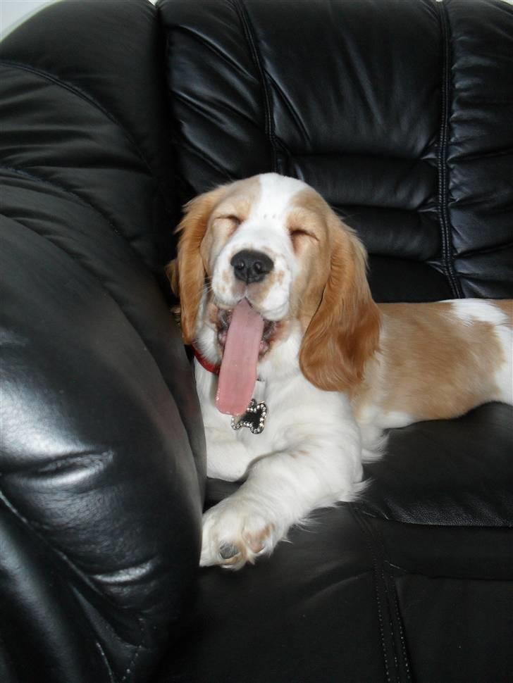 Blanding af racer Bubbi - Meget træt, efter en masse leg billede 13