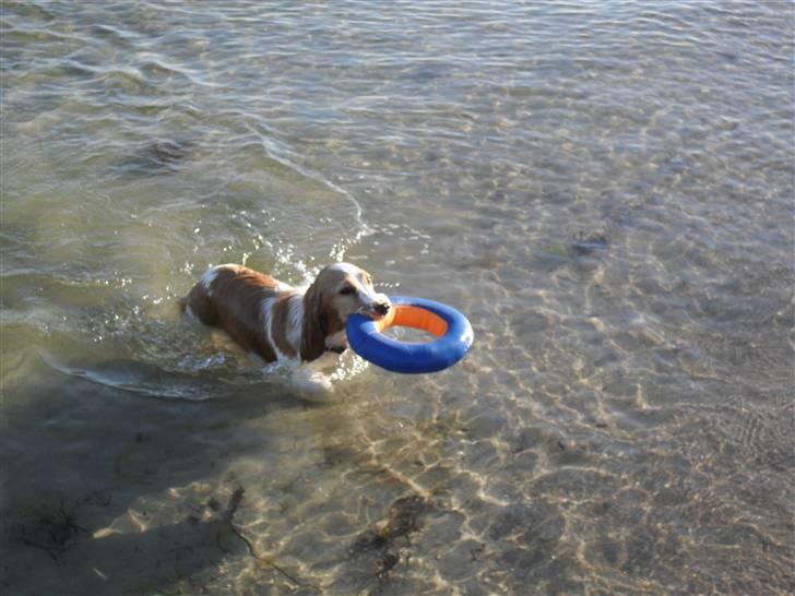 Blanding af racer Bubbi billede 14