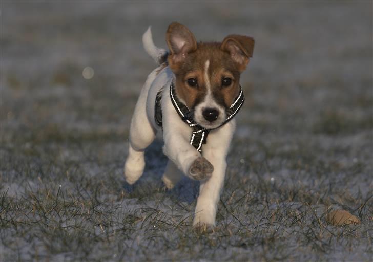 Jack russell terrier Milo billede 8